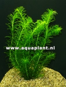 Egeria Densa Bunch